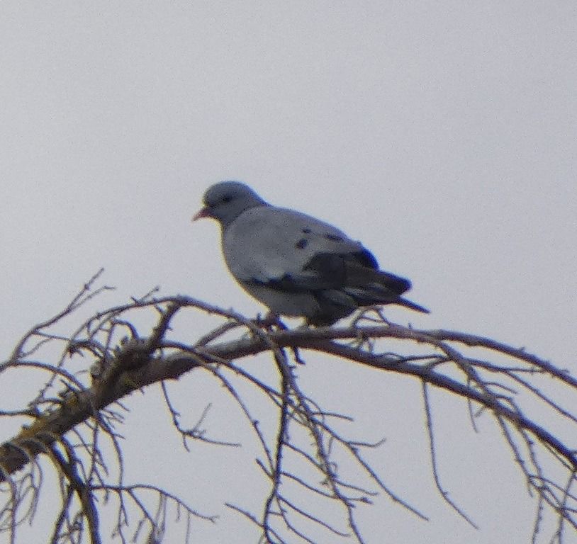 Pigeon colombin  - Magali Hivert