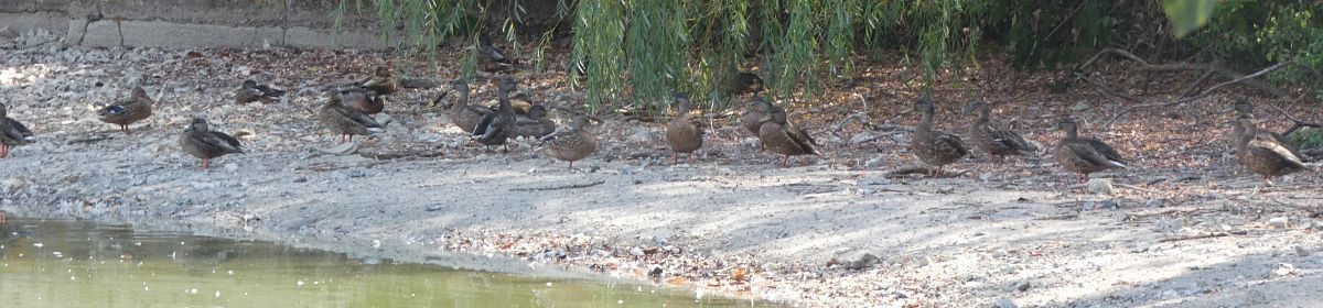 Canard colvert  - Magali Hivert