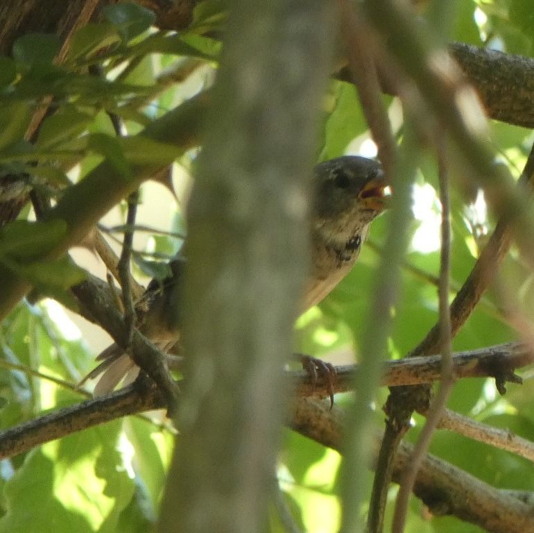 Moineau domestique  - Magali Hivert