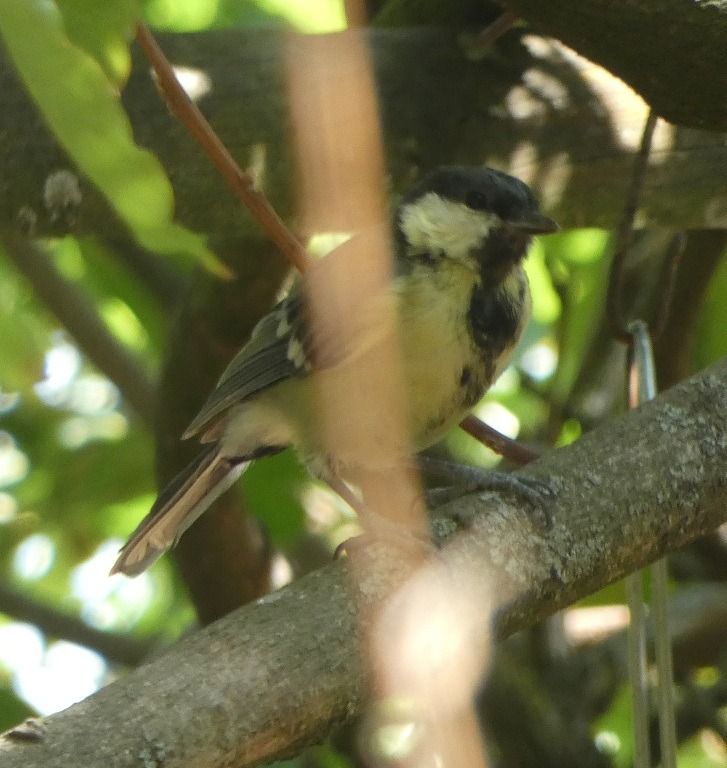 Mésange charbonnière  - Magali Hivert