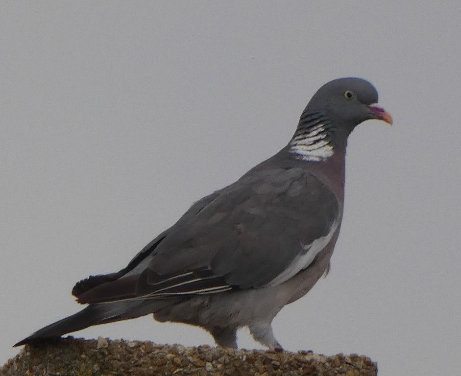Pigeon ramier  - Magali Hivert
