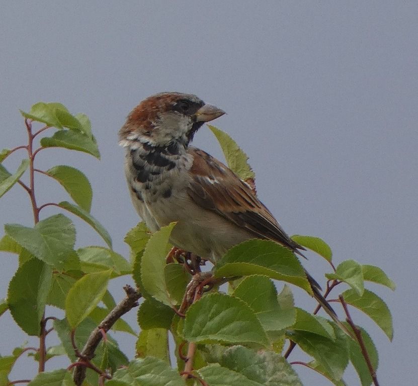 Moineau domestique  - Magali Hivert