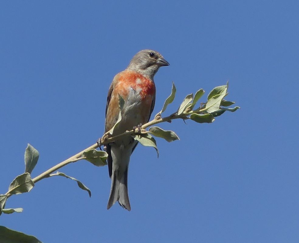 Linotte mélodieuse 