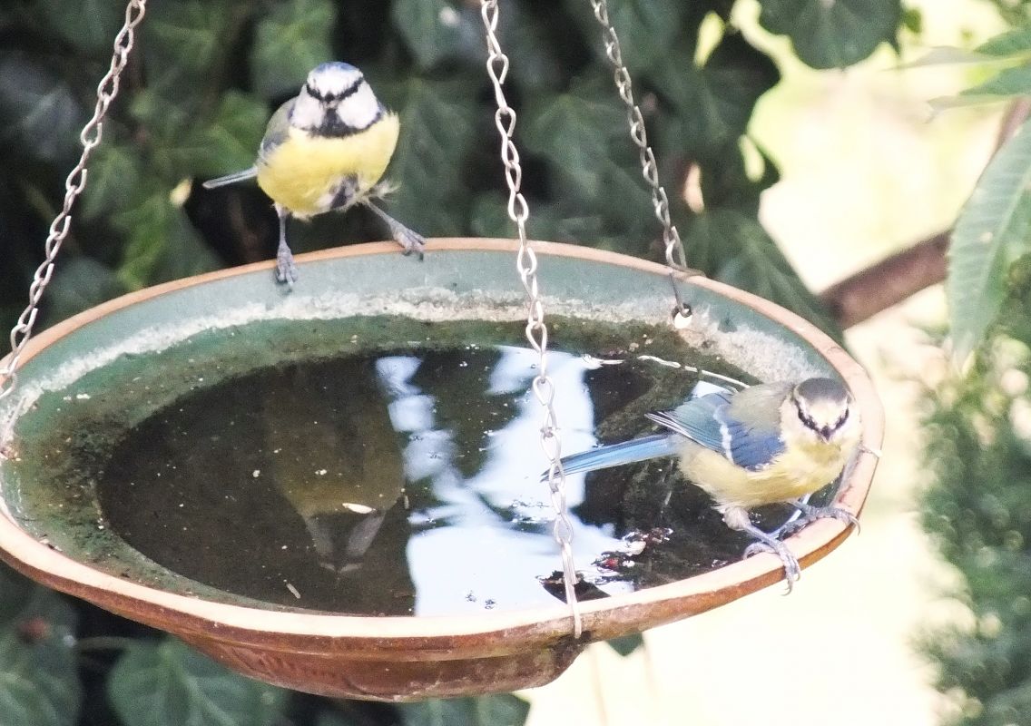 Mésange bleue  - Patrick Quercy