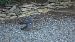 Pigeon ramier  - Catherine Thebault-Daehn