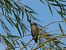Oiseau indéterminé 
