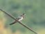 Hirondelle rustique 