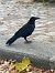 Corneille noire (Corvus corone) © Sabine Spaety