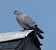 Pigeon colombin (Columba oenas) © Magali Hivert