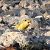 Verdier d'Europe (Chloris chloris) © Magali Hivert