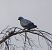 Pigeon colombin (Columba oenas) © Magali Hivert