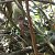 Pinson des arbres (Fringilla coelebs) © Magali Hivert