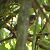 Moineau domestique (Passer domesticus) © Magali Hivert
