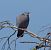 Pigeon colombin  - Magali Hivert