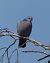 Pigeon colombin (Columba oenas) © Magali Hivert