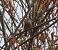 Pinson des arbres (Fringilla coelebs) © Magali Hivert