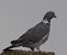 Pigeon ramier (Columba palumbus) © Magali Hivert