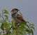 Moineau domestique (Passer domesticus) © Magali Hivert