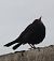 Merle noir (Turdus merula) © Magali Hivert