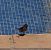 Moineau domestique (Passer domesticus) © Isabel Martinez-Arrabal