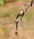Gobemouche gris (Muscicapa striata) © Marie Rose Sturtzer