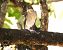 Gobemouche noir (Ficedula hypoleuca) © Patrick Quercy
