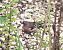 Pinson des arbres (Fringilla coelebs) © Patrick Quercy