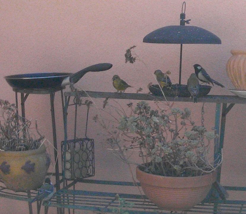 Mésange charbonnière 
