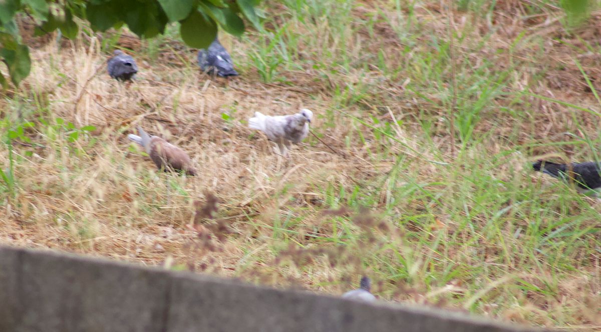 Pigeon biset domestique 