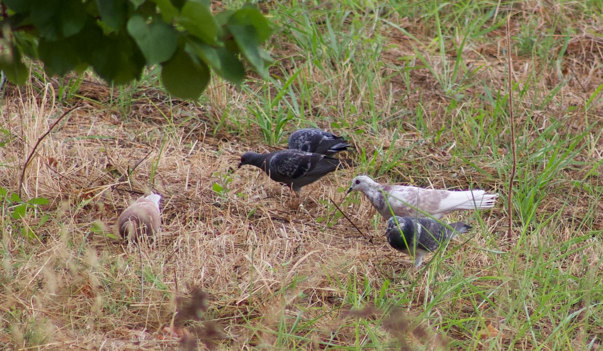 Pigeon biset domestique 