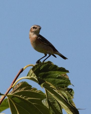 Tarier des prés 