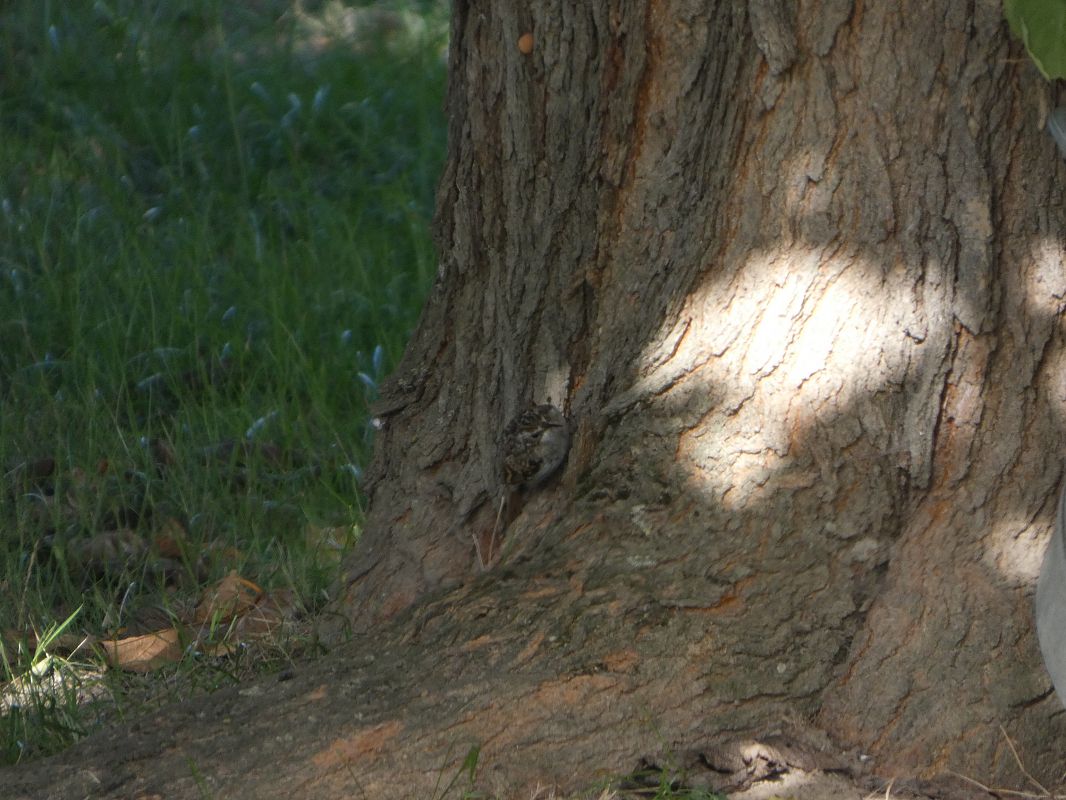 Grimpereau des jardins 