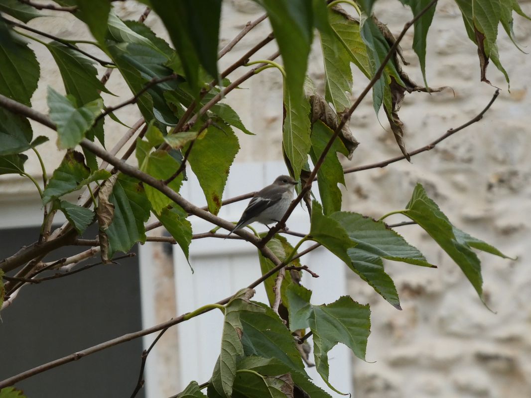 Gobemouche noir 