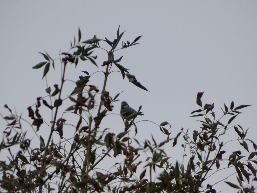 Mésange bleue 