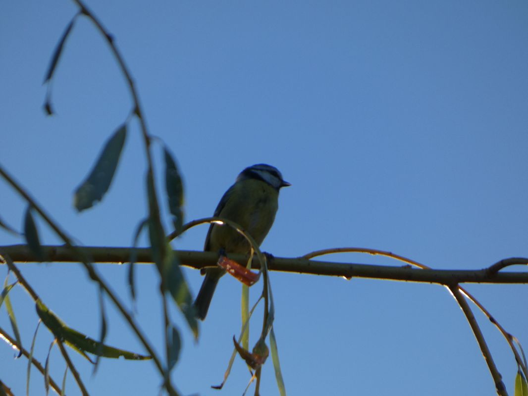 Mésange bleue 
