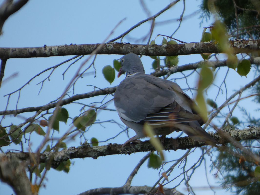Pigeon ramier 