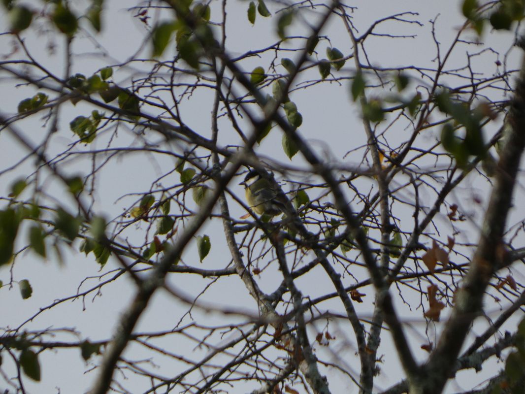 Mésange charbonnière 