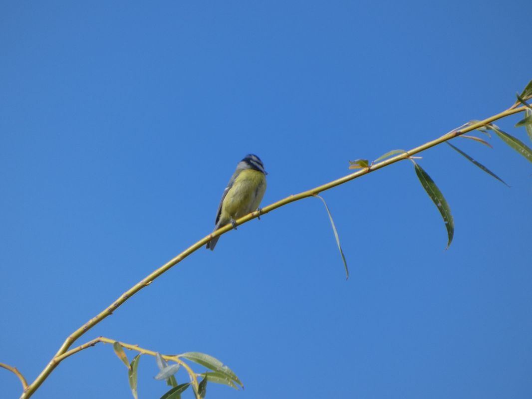 Mésange bleue 