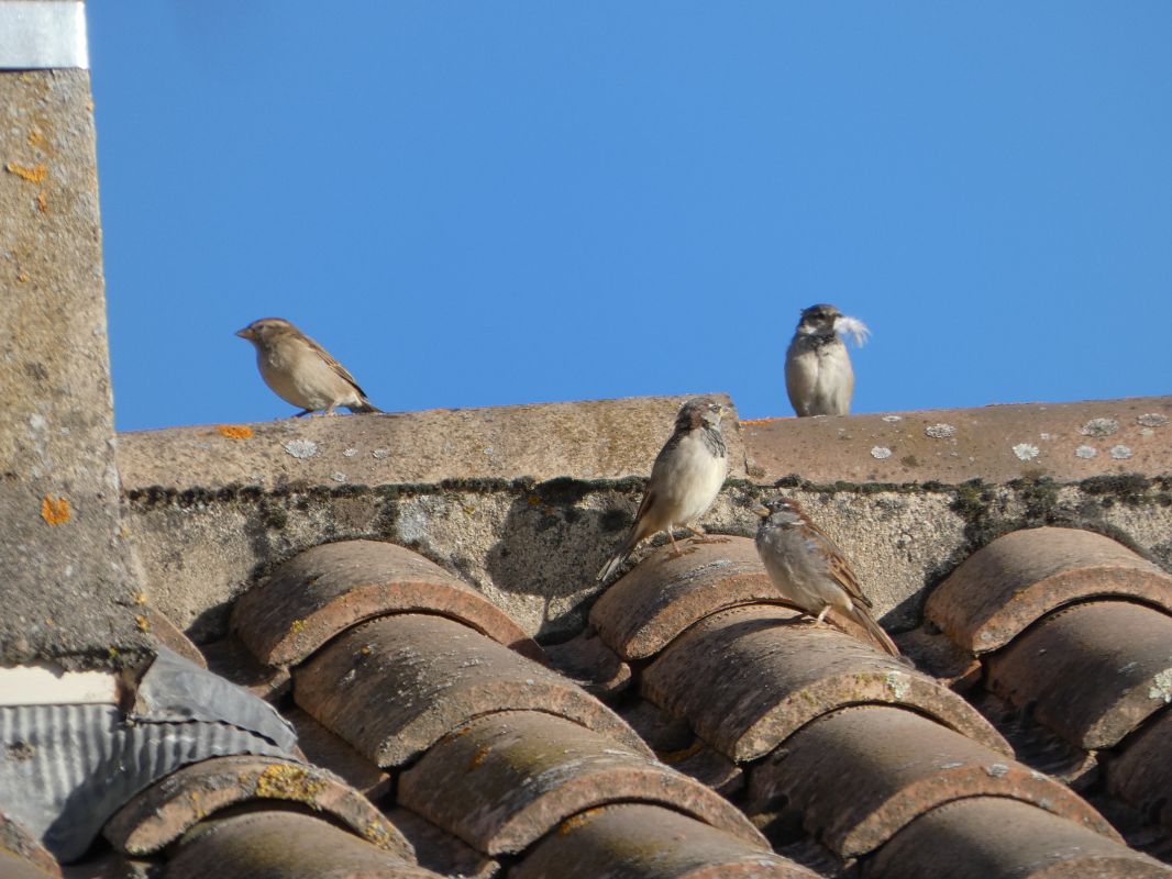 Moineau domestique 