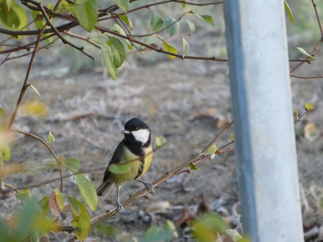 Mésange charbonnière 