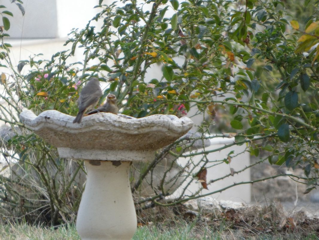 Gobemouche gris 