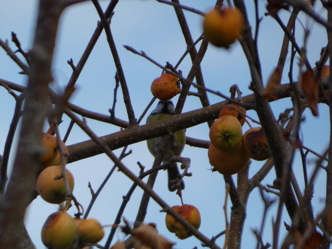 Mésange bleue 
