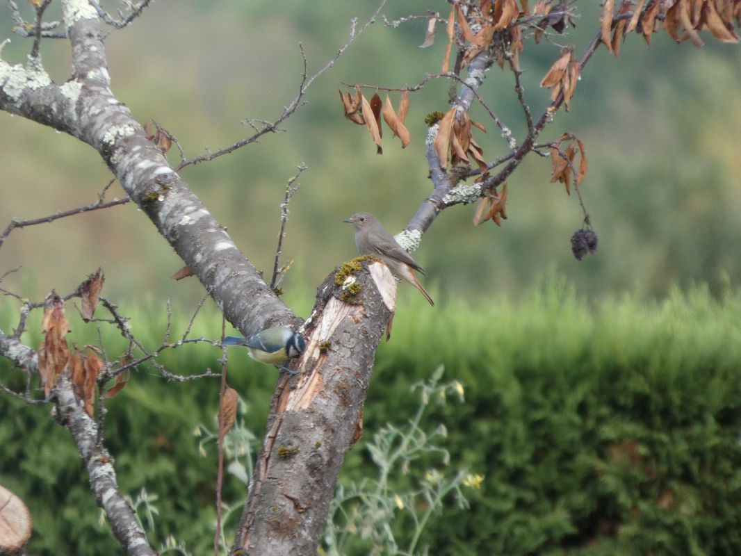 Mésange bleue 