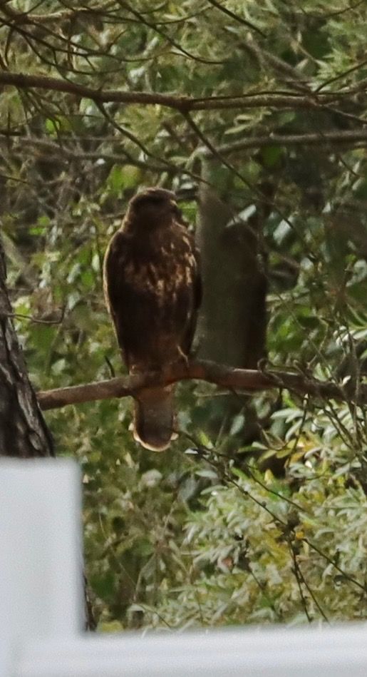 Buse variable  - Emmanuelle Da Silva
