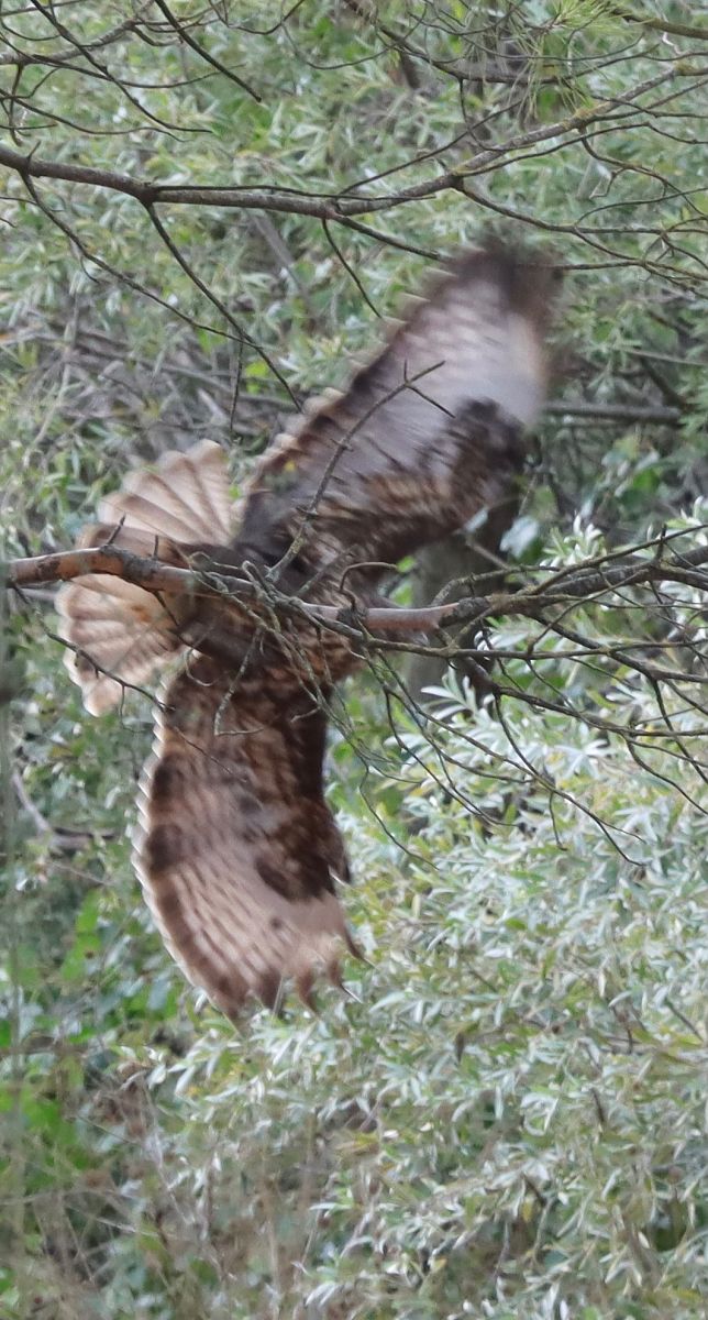 Buse variable  - Emmanuelle Da Silva