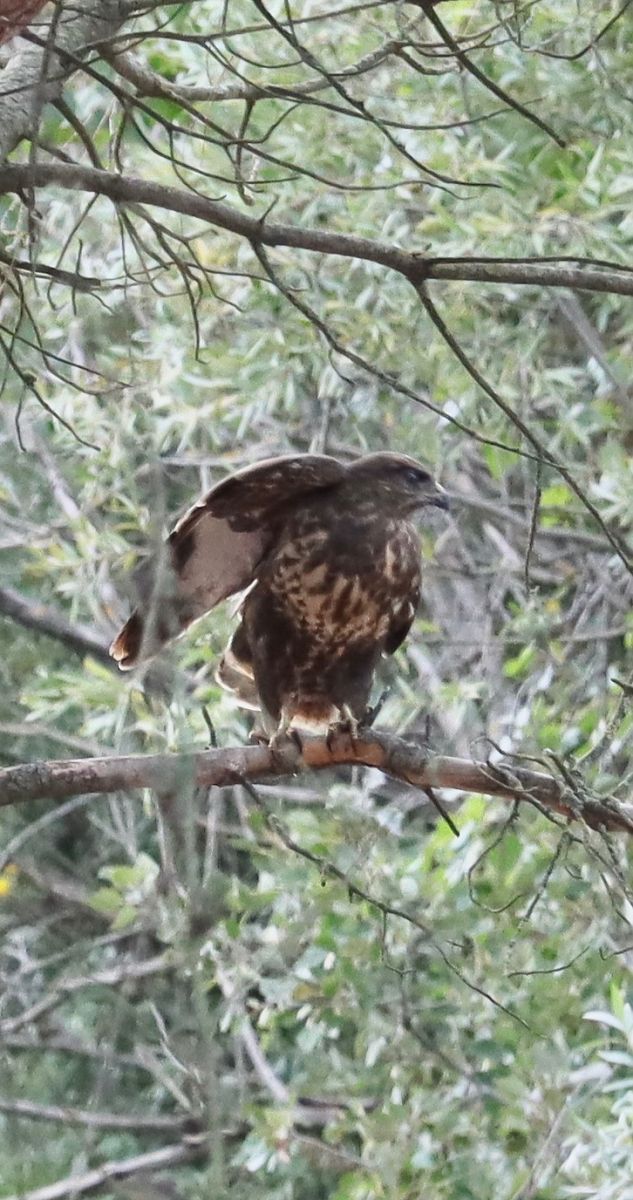 Buse variable  - Emmanuelle Da Silva