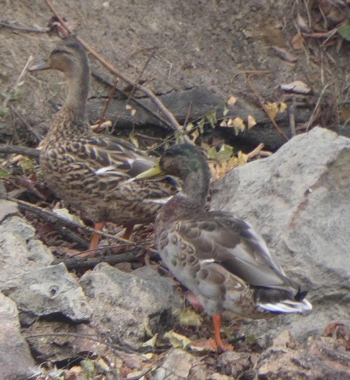 Canard colvert  - Magali Hivert