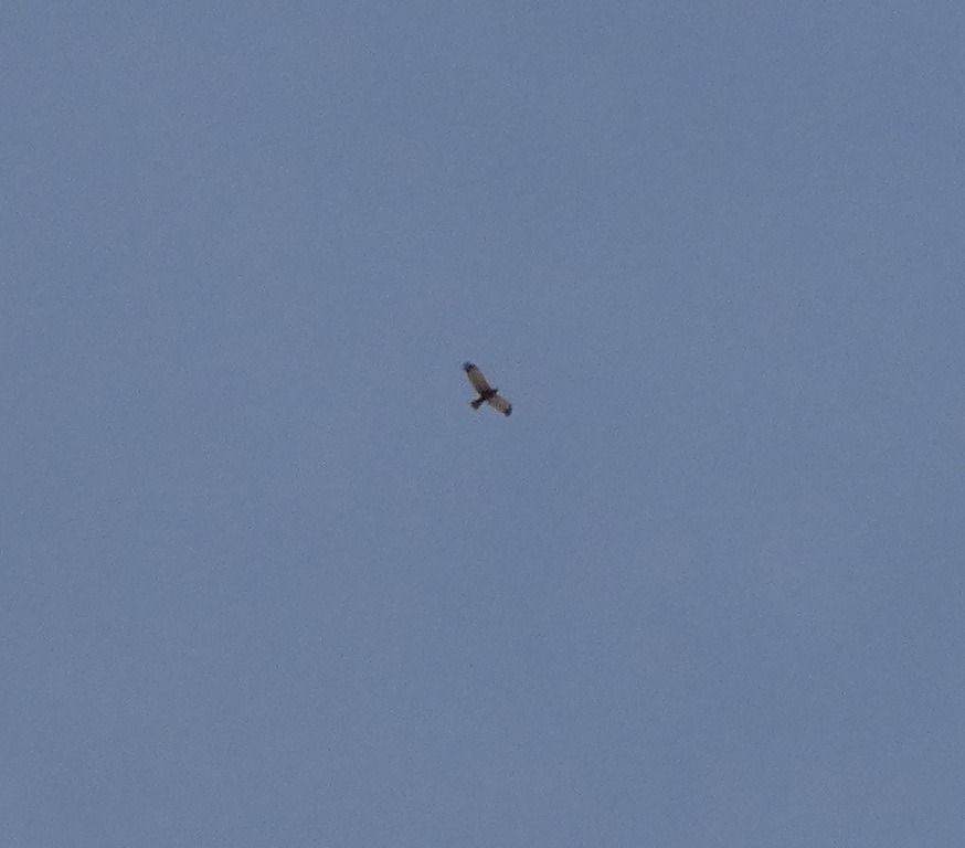 Buse variable  - Magali Hivert