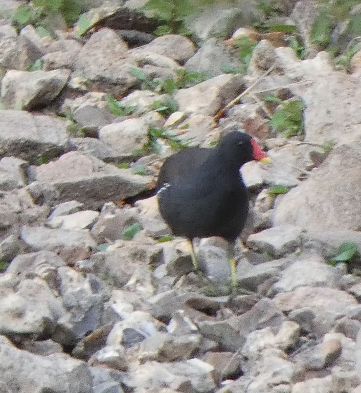 Gallinule poule-d'eau  - Magali Hivert