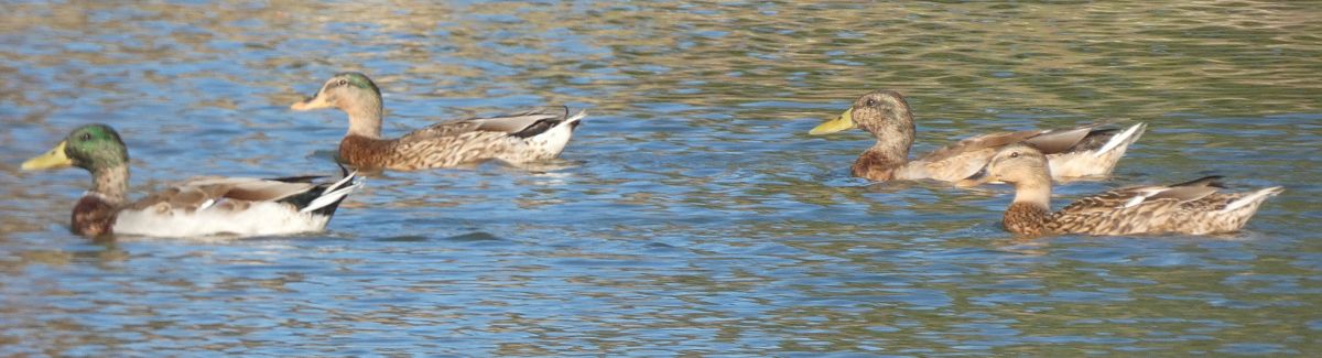 Canard colvert  - Magali Hivert